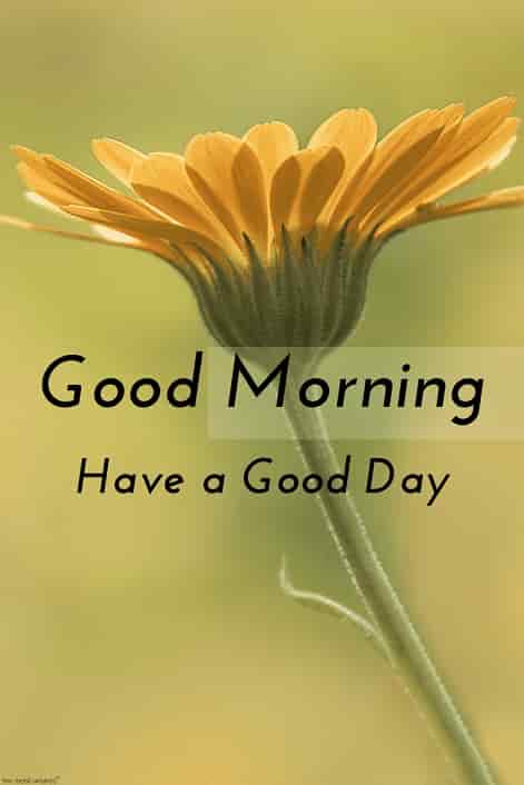 250+ Best Good Morning HD Images, Wishes, Pictures and Greetings