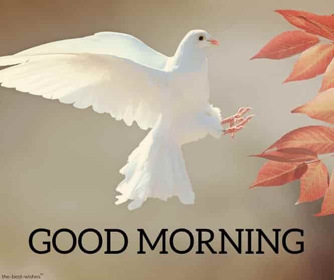 good-morning-images-with-peace-bird