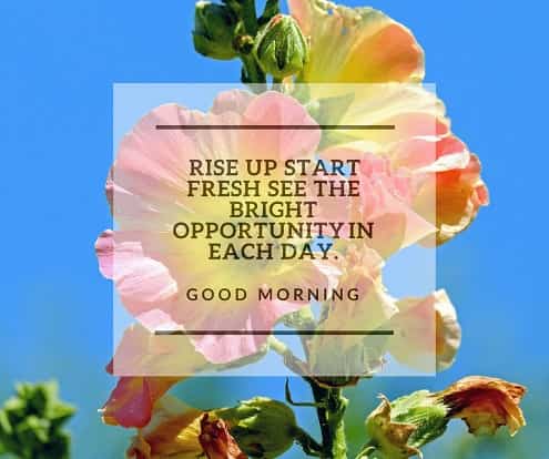 good morning images with quotes stock rose flower