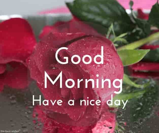 good-morning-images-with-red-rose
