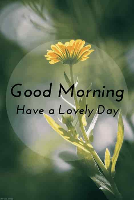 250+ Best Good Morning HD Images, Wishes, Pictures and Greetings