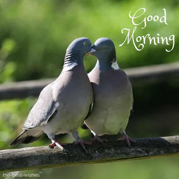 good morning kiss images for lover with love birds