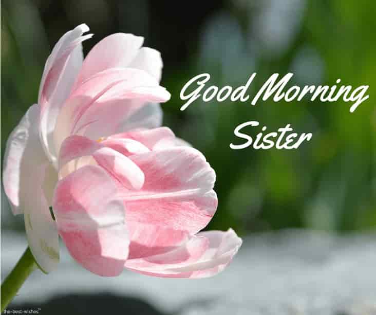 good morning little sister images