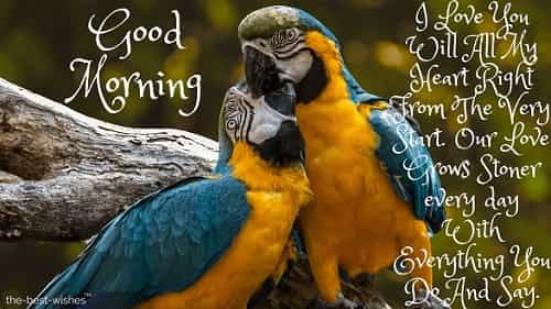 good morning love kiss images with love birds