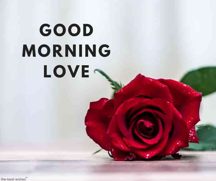 good morning love with a red rose