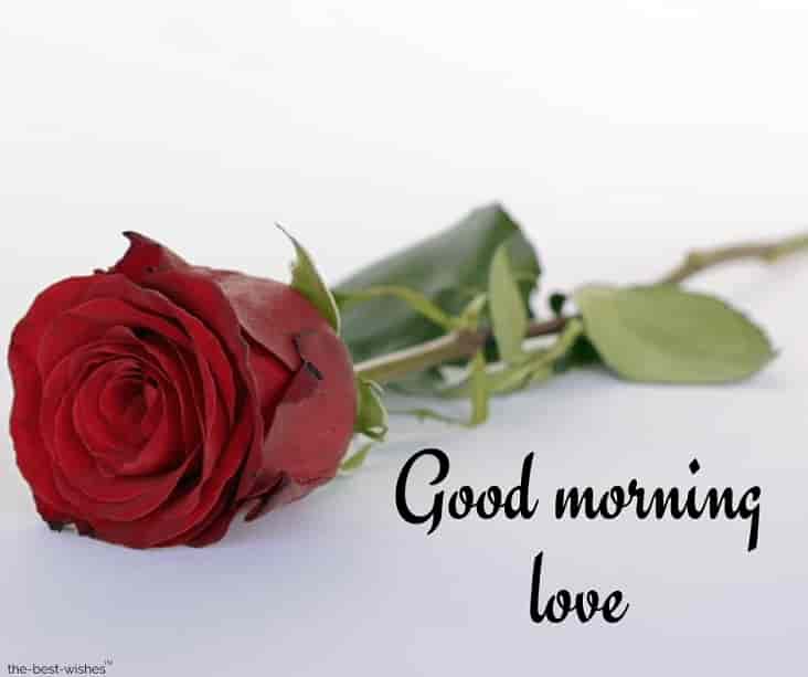 good morning love with red rose