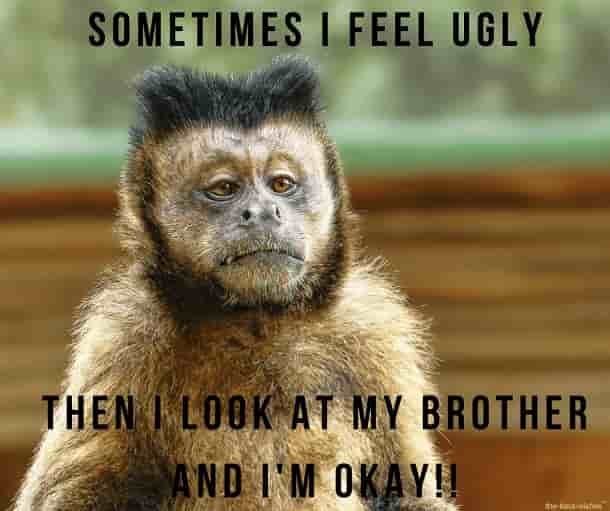 good morning monkey meme