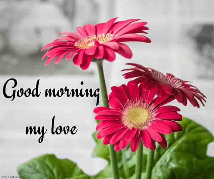 good morning my love with flowers