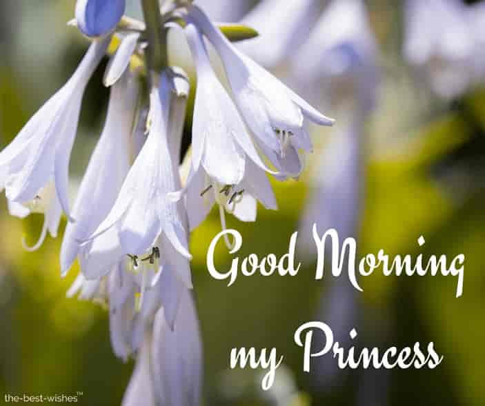 good morning my princess image