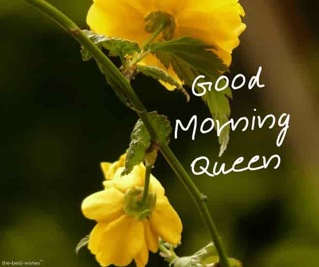 good morning my queen image with flowers