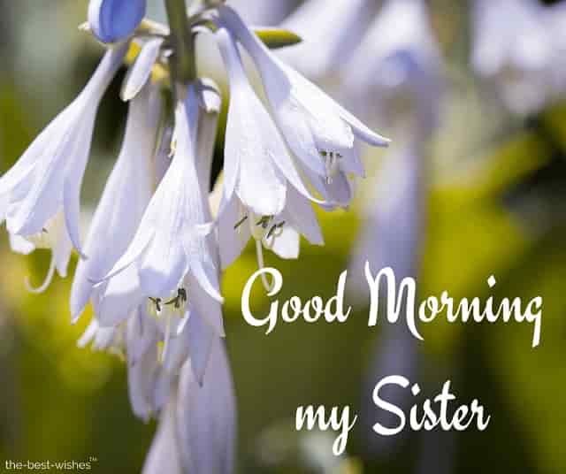 good morning my sister