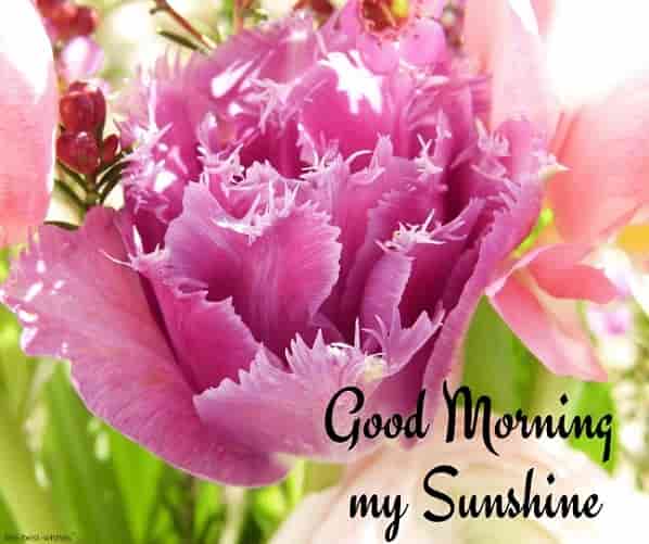 good morning my sunshine pic with pink flower