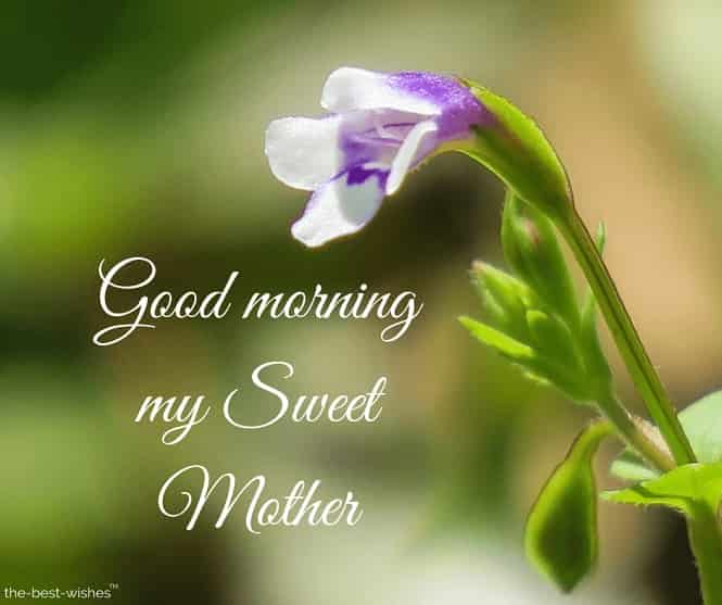 good morning my sweet mother