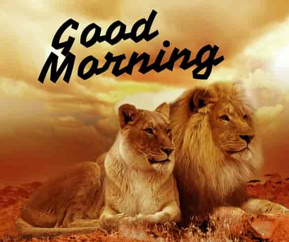 good morning nature animal with lion