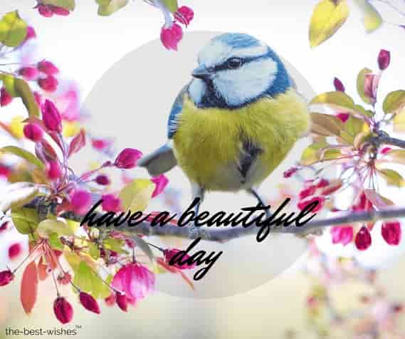 good morning nature birds images