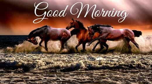 good morning nature image with horse