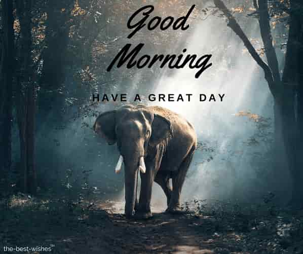 good morning nature with elephant animals asia large