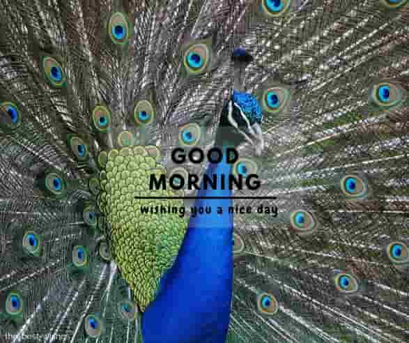good morning nature with peacock