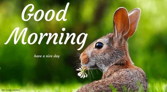 good morning nature with rabbit