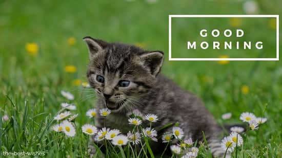 good morning photos flowers with cat