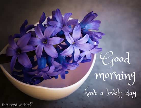 good morning pics with roses with hyacinth flower blue violet