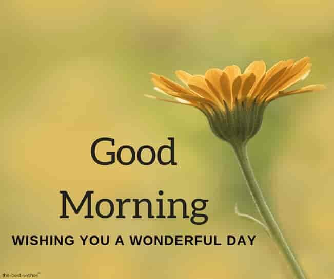 good-morning-picture-with-yellow-flower-wishing-you-a-wonderful-day