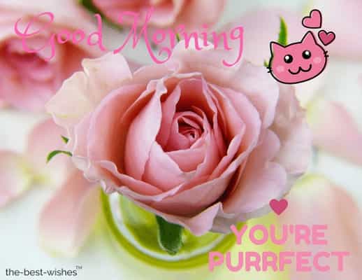 good morning pink flower download