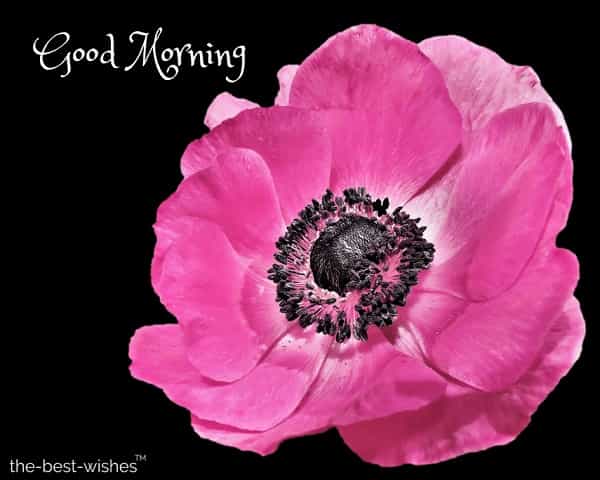 good morning pink flower images free download
