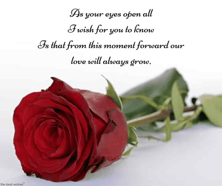 good morning poems for him with red rose