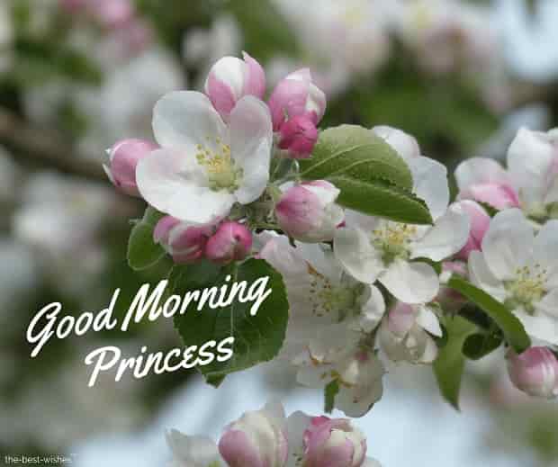 good morning princess wishes