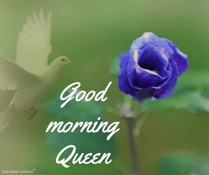good morning queen photos
