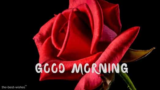 good morning red flowers