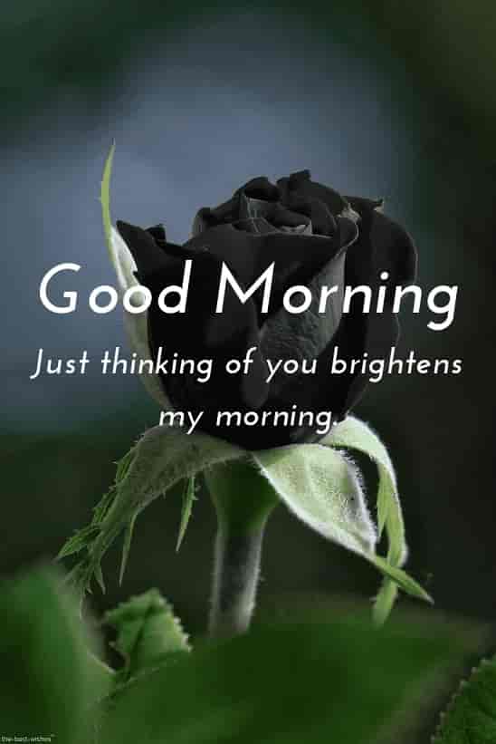 good morning romantic msg for her with hd black rose