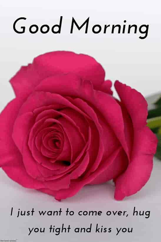 good morning romantic msg for him with hd rose