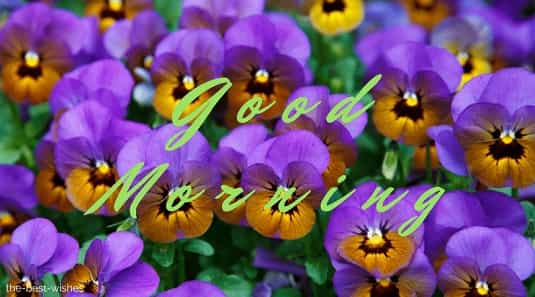 good morning romantic rose with pansy background bloom blossom