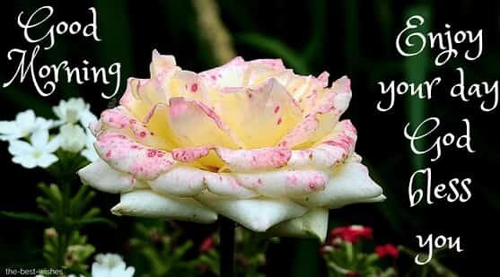 good-morning-romantic-rose