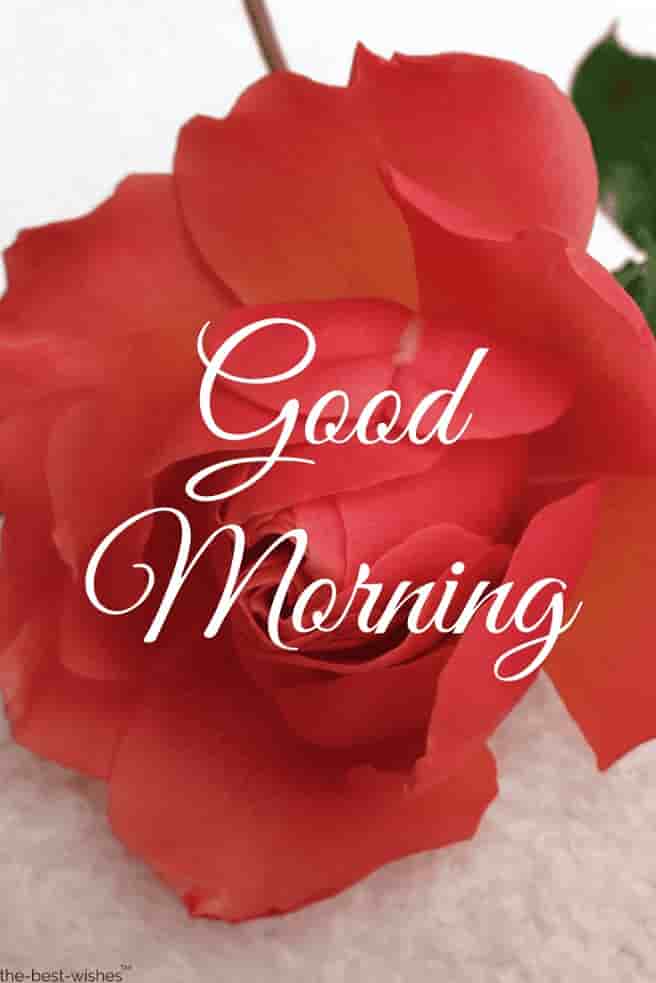 good morning rose images