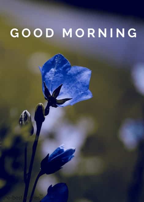 good morning rose images download with bellflower blue