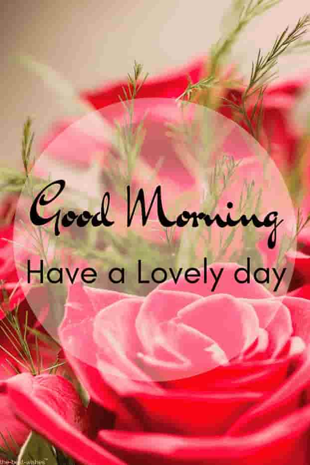 good morning roses images