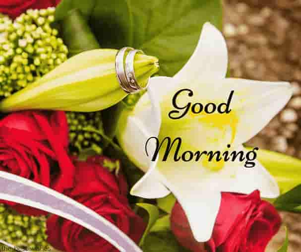good morning roses pictures