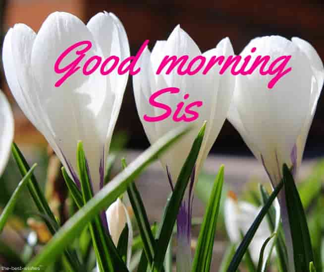 good morning sis hd images