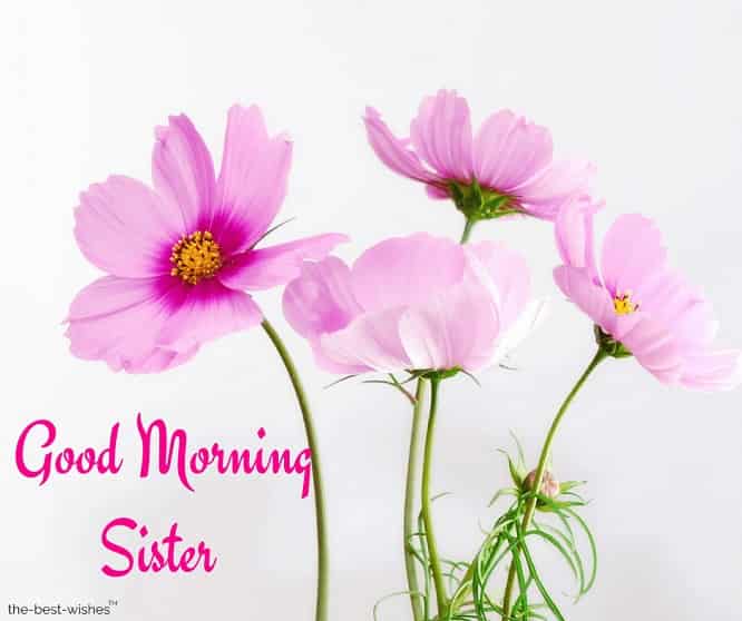 good morning sister images