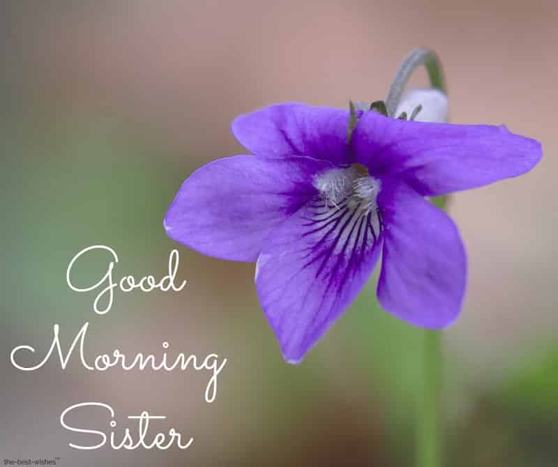 good morning sister rose
