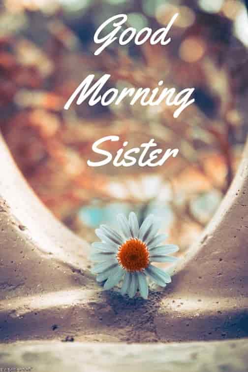 good morning sister with rose