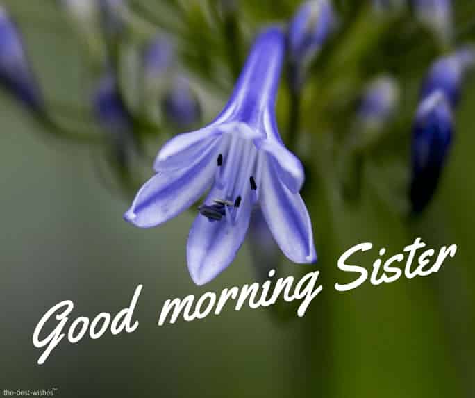good morning sisters images