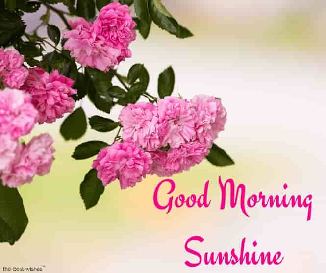 good morning sunshine flowers images
