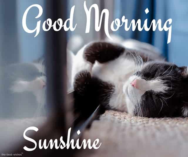 good morning sunshine with a sleeping cat