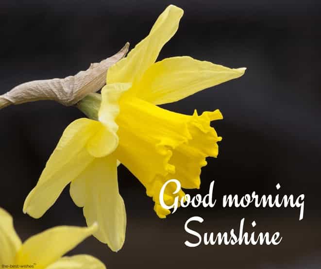 good morning sunshine with yellow flower