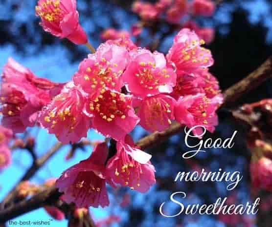 good morning sweetheart flower images