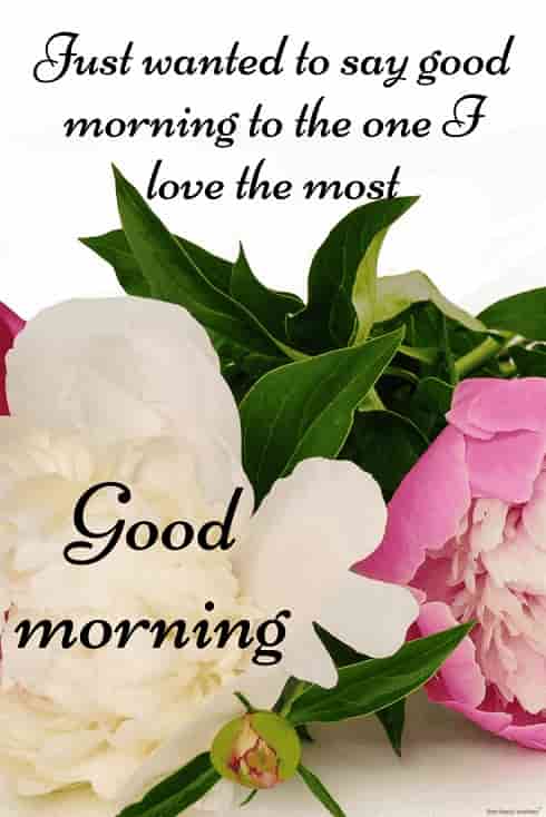 good morning text for her with hd roses
